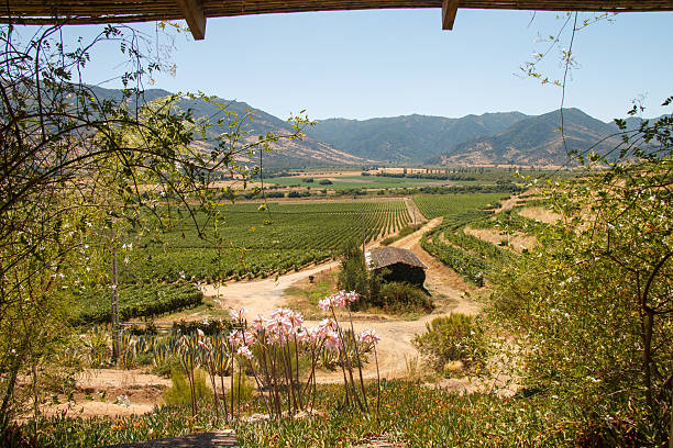 Grape vineyards in Vina Santa Cruz typical winery in Colchagua valley, Chile The Grape vineyards in Vina Santa Cruz typical winery in Colchagua valley, Chile The Colchagua Valley is a wonderful stock pictures, royalty-free photos & images