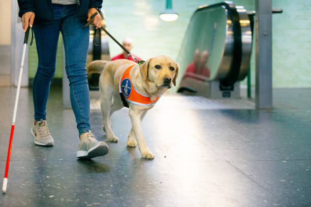 Guide dog leads a blind person through the station seeing eye dog leads a blind person through the station A Guide to Traveling With Pets stock pictures, royalty-free photos & images